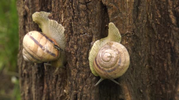 Escargot des terres - Helix albescens .
