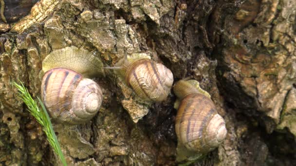 Escargot des terres - Helix albescens .