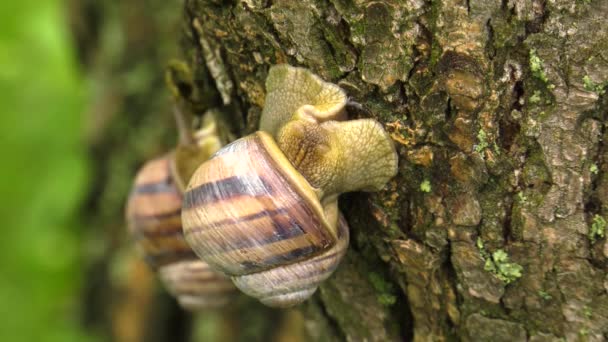 Escargot terrestre - Helix albescens. x2 fois 