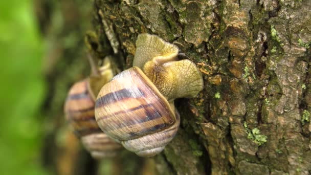 Escargot des terres - Helix albescens .