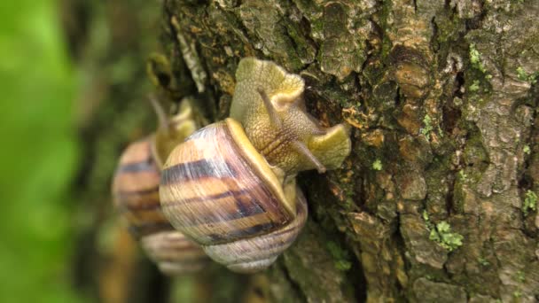 Escargot des terres - Helix albescens .