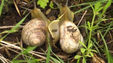 Kara salyangoz - Helix albescens. x5 kez