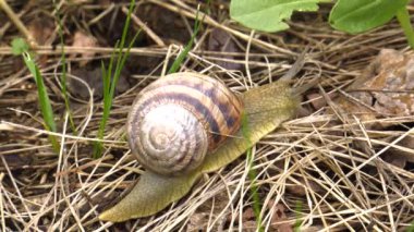 Kara salyangoz - Helix albescens. x3 kez