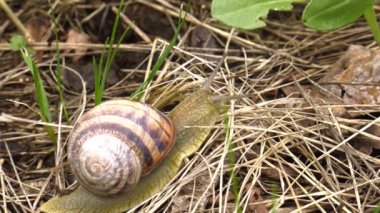 Kara salyangoz - Helix albescens.