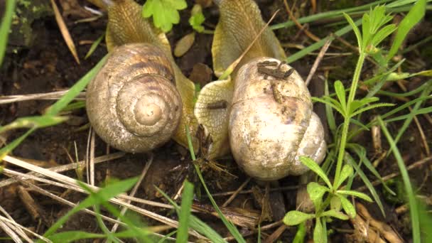 Kara Salyangoz Helix Albescens — Stok video