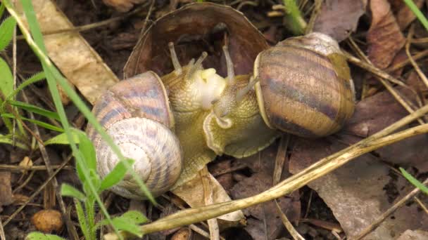 Landschnecke Helix Albescens Paarungsprozess X10 Mal — Stockvideo