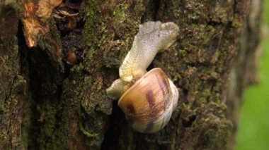 Kara salyangoz - Helix albescens.