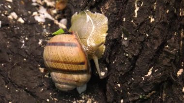 Kara salyangoz - Helix albescens. x4 kez