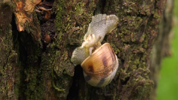 陆地蜗牛 螺旋型蜗牛 — 图库视频影像