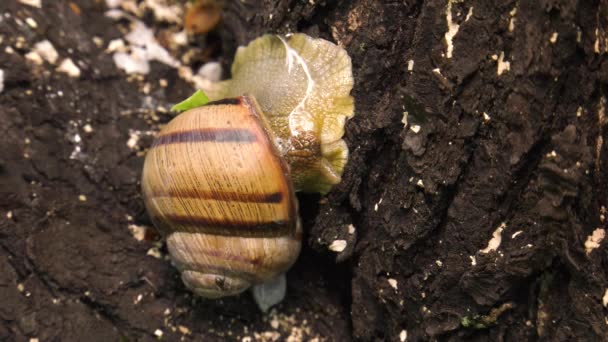 Landschnecke Helix Albescens — Stockvideo