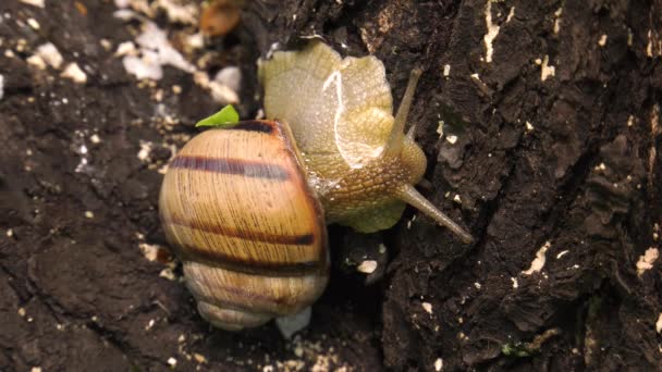 Lumaca Terra Helix Albescens — Video Stock