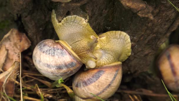 Escargot terrestre - Helix albescens. Processus d'accouplement .