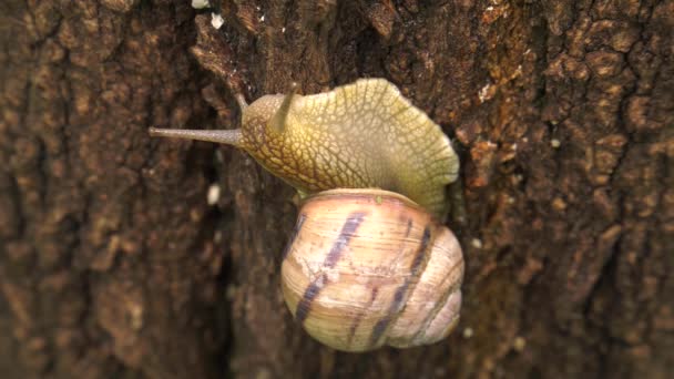 Kara Salyangoz Helix Albescens — Stok video