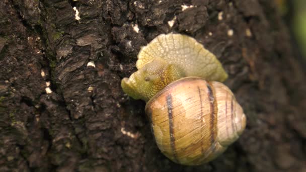 Escargot des terres - Helix albescens .