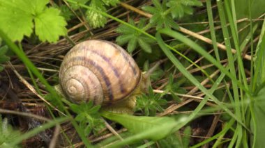 Kara salyangoz - Helix albescens.