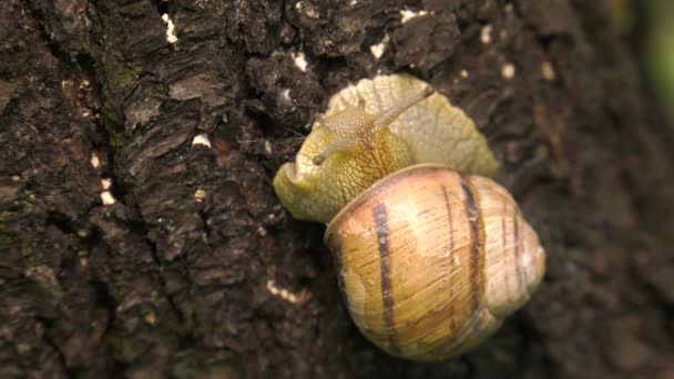 Suchozemské Hlemýždi Helix Albescens — Stock video