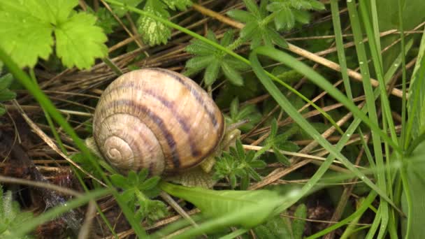 Földi Csiga Helix Albescens Alkalommal — Stock videók