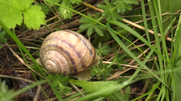 Land Snail Helix Albescens — Stock Video