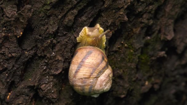 Escargot des terres - Helix albescens .