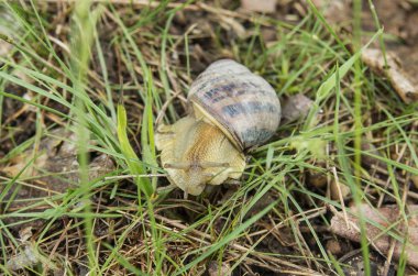 Doğada Salyangoz Helis albescens.