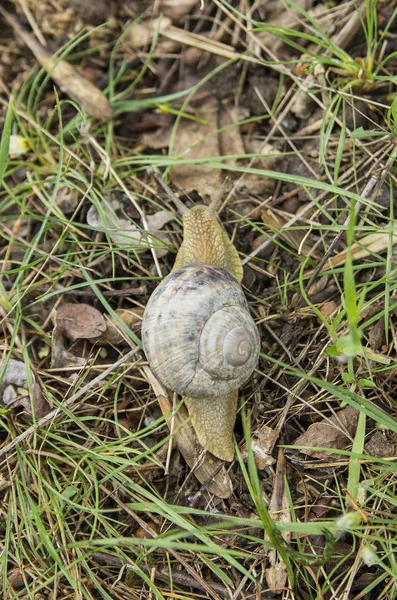自然の中でカタツムリヘリックスのアルベッセンス — ストック写真