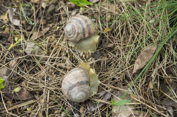 Snail Helix Albescens Nature — Stock Photo, Image