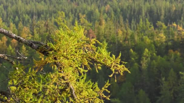 Zuidelijke Oeral Herfst Bergen Bij Zonsondergang — Stockvideo