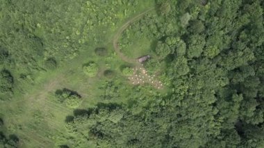 Dağ apiary. Arıcılar işte. Havadan görünüm.