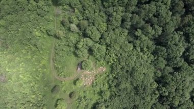 Dağ apiary. Arıcılar işte. Havadan görünüm.