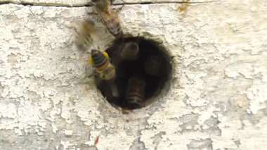 Dağ apiary. Kovanda çentikler var. Bölüm 3.