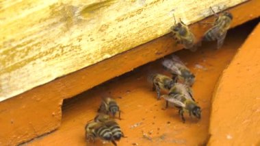 Dağ apiary. Kovanda çentikler var. Bölüm 1.