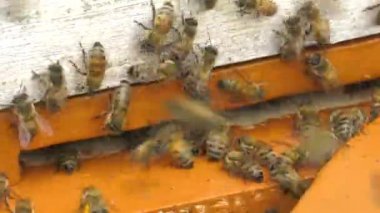 Dağ apiary. Kovanda çentikler.