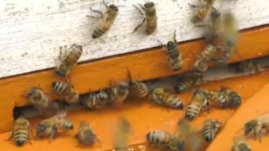 Dağ apiary. Kovanda çentikler.