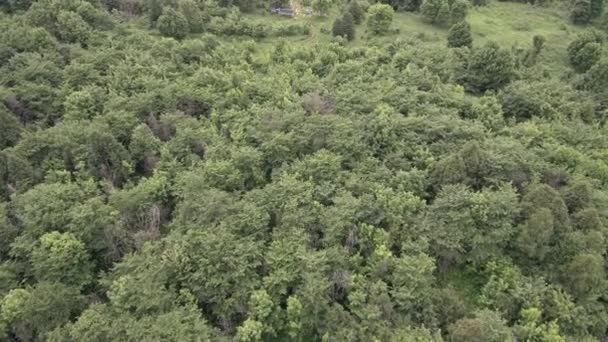 Rucher Montagne Apiculteurs Travail Vue Aérienne — Video