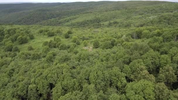 Berg Bijenstal Bijenhouders Het Werk Luchtfoto — Stockvideo