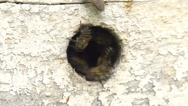 蜂巢中的凹槽 — 图库视频影像