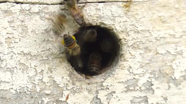 Bergimkerei Kerben Bienenstock Teil — Stockvideo