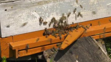 Dağ apiary. Kovanda çentikler.