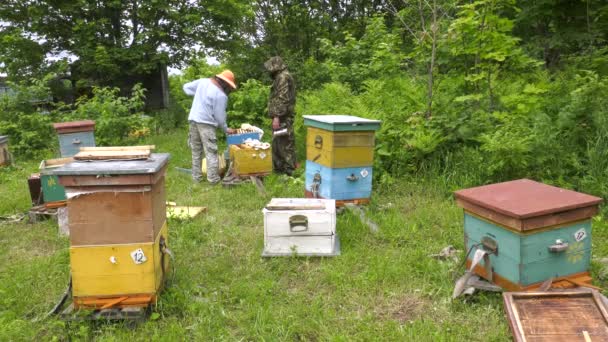 Mountain Apiary Biodlare Arbetet — Stockvideo