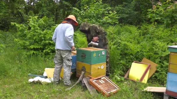 Bergimkerei Imker Bei Der Arbeit — Stockvideo