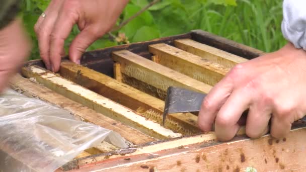 Mountain Apiary Beekeepers Work — Stock Video
