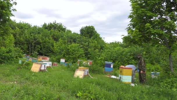 Gunung Apiary Peternak Lebah Tempat Kerja Dipercepat Kali — Stok Video