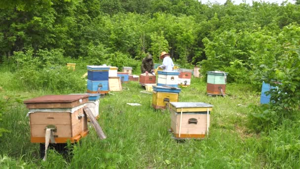 Rucher Montagne Apiculteurs Travail Accéléré Fois — Video