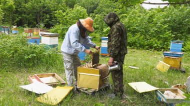 Dağ apiary. Arıcılar iş başında.