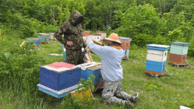 Dağ apiary. Arıcılar iş başında.