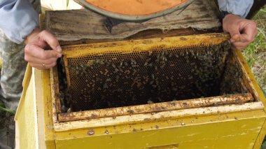 Dağ apiary. Arıcılar iş başında.