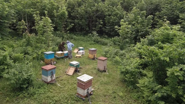 Apiário Montanha Apicultores Trabalhar Vista Aérea — Fotografia de Stock