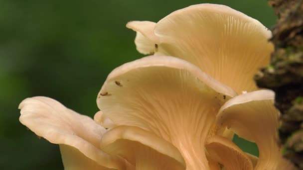 树上的珍珠牡蛎蘑菇 — 图库视频影像