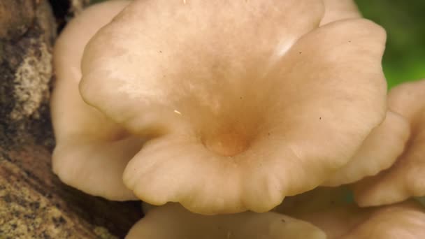 木の真珠牡蠣のキノコ — ストック動画