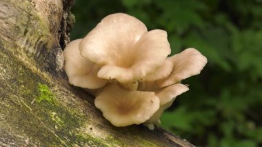 Ağaçta inci istiridye mantarı.